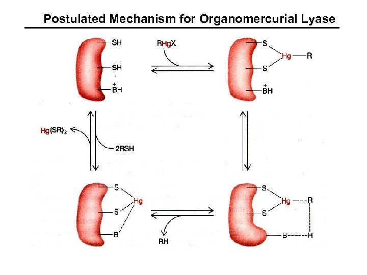 Postulated Mechanism for Organomercurial Lyase 