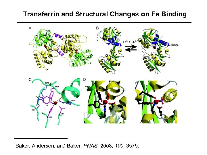Transferrin and Structural Changes on Fe Binding Baker, Anderson, and Baker, PNAS, 2003, 100,