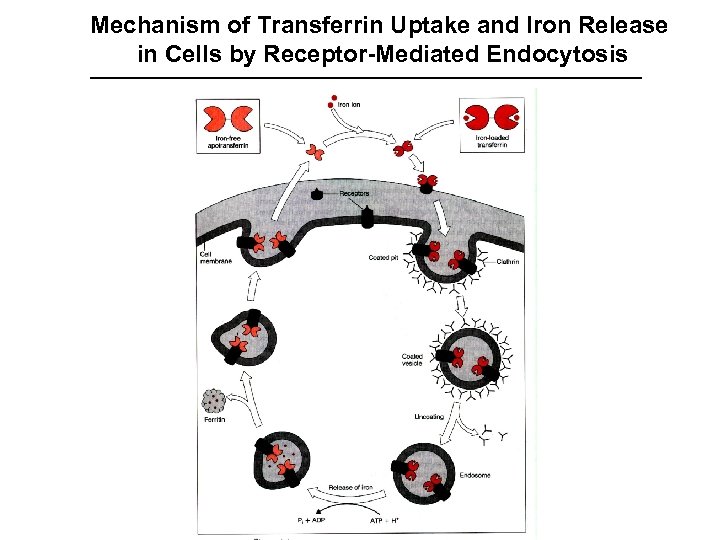 Mechanism of Transferrin Uptake and Iron Release in Cells by Receptor-Mediated Endocytosis 
