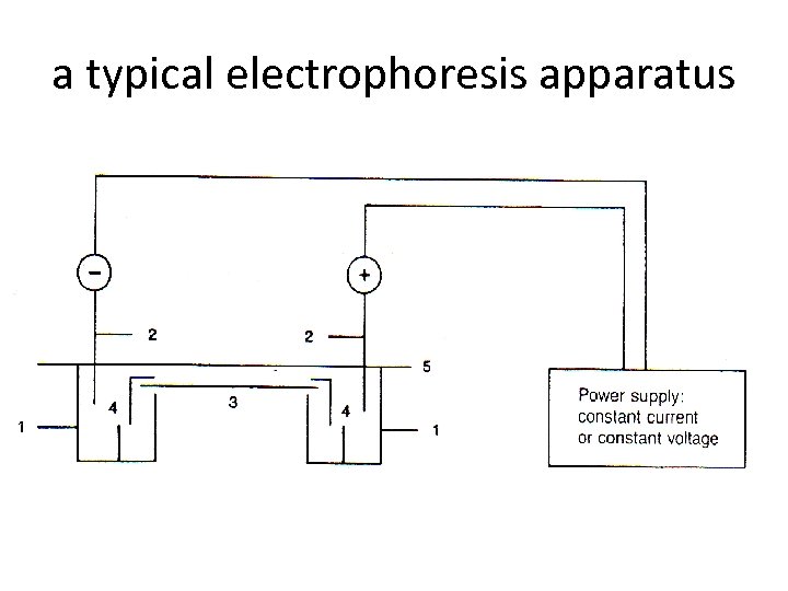 a typical electrophoresis apparatus 