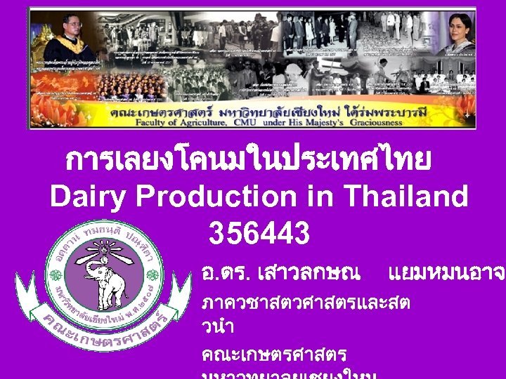 การเลยงโคนมในประเทศไทย Dairy Production in Thailand 356443 อ. ดร. เสาวลกษณ แยมหมนอาจ ภาควชาสตวศาสตรและสต วนำ คณะเกษตรศาสตร 