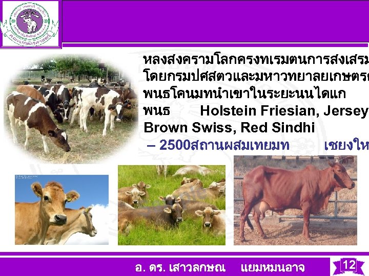 หลงสงครามโลกครงทเรมตนการสงเสรม โดยกรมปศสตวและมหาวทยาลยเกษตรศ พนธโคนมทนำเขาในระยะนนไดแก พนธ Holstein Friesian, Jersey, Brown Swiss, Red Sindhi – 2500สถานผสมเทยมท เชยงให