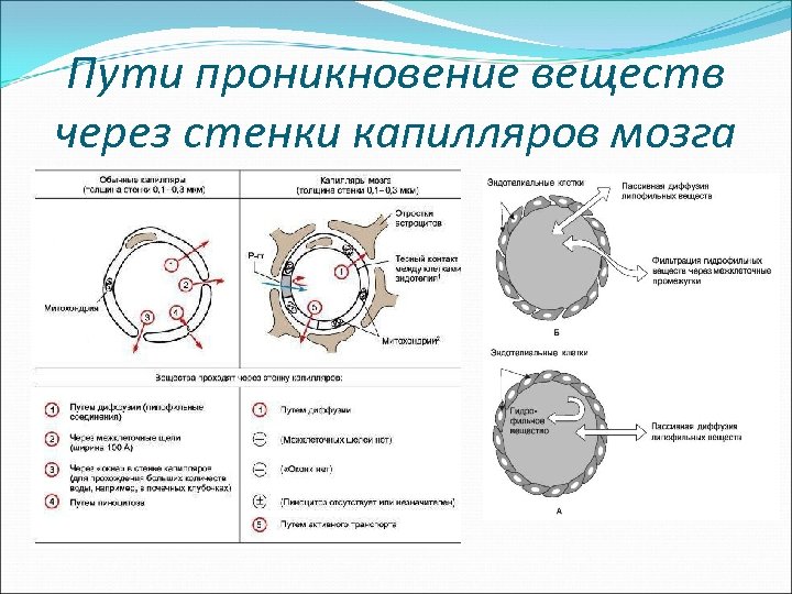 Пути проникновение веществ через стенки капилляров мозга 
