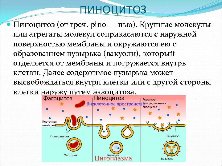 Пиноцитозные пузырьки. Пиноцитоз пузырек функции. Пиноцитоз (механизм, примеры).. Пиноцитоз функция клетки. Пиноцитоз механизм кратко.