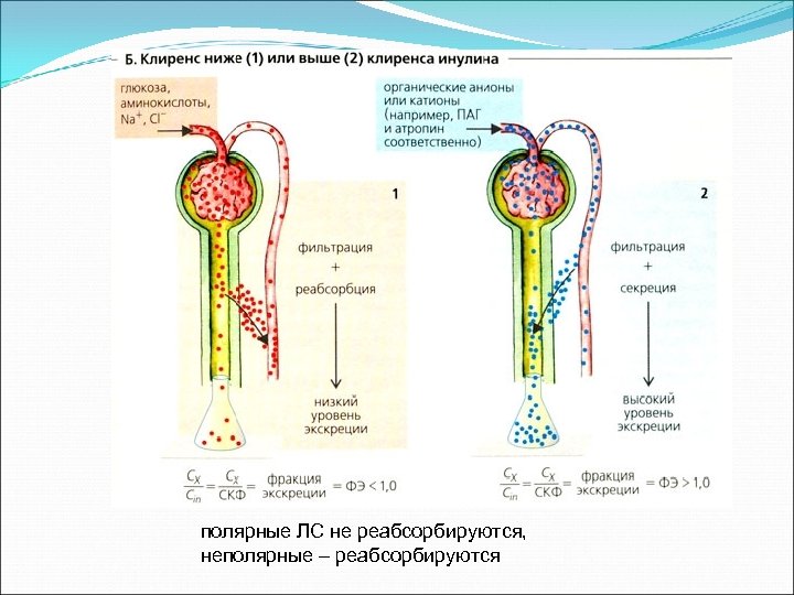 полярные ЛС не реабсорбируются, неполярные – реабсорбируются 