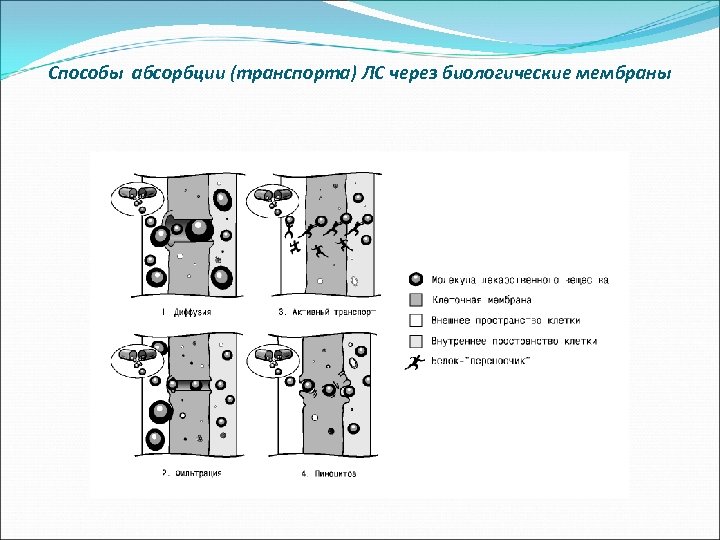 Способы абсорбции (транспорта) ЛС через биологические мембраны 