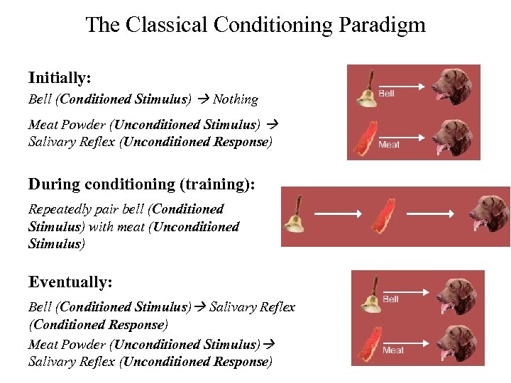 The Classical Conditioning Paradigm Initially: Bell (Conditioned Stimulus) Nothing Meat Powder (Unconditioned Stimulus) Salivary