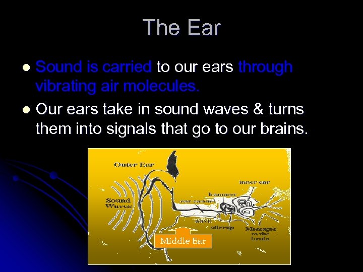 The Ear Sound is carried to our ears through vibrating air molecules. l Our