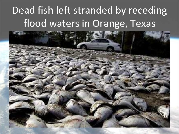 Dead fish left stranded by receding flood waters in Orange, Texas 