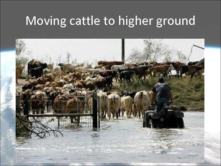 Moving cattle to higher ground 