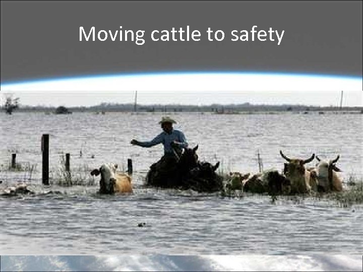 Moving cattle to safety 