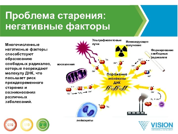 Проблема старения: негативные факторы Многочисленные негативные факторы способствуют образованию свободных радикалов, которые повреждают молекулу