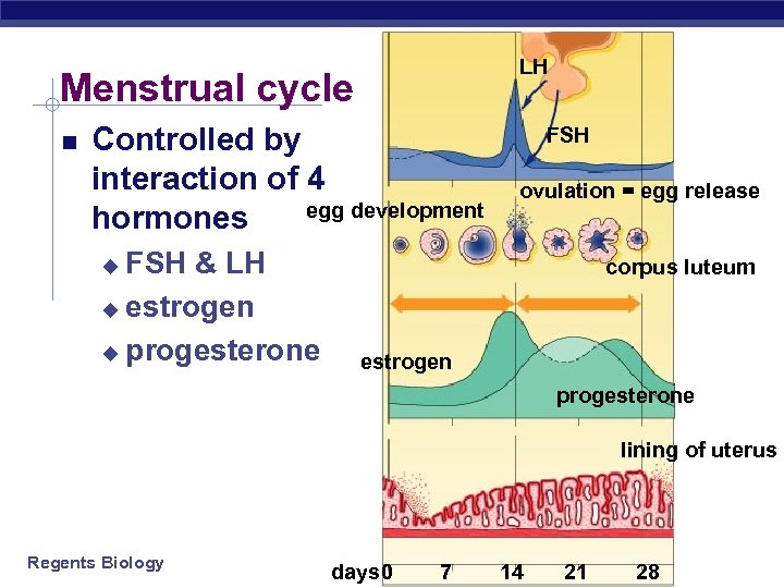 Nervous System Regents Biology Why do animals