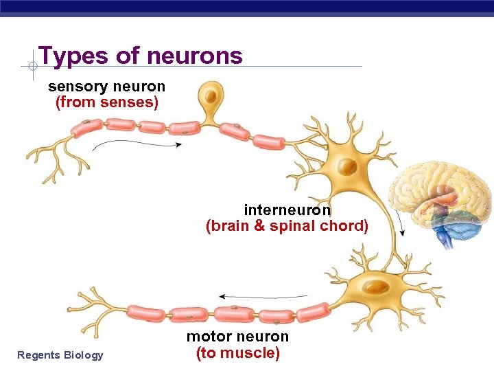 Nervous System Regents Biology Why do animals