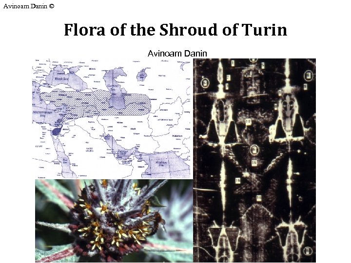 Avinoam Danin © Flora of the Shroud of Turin Avinoam Danin 