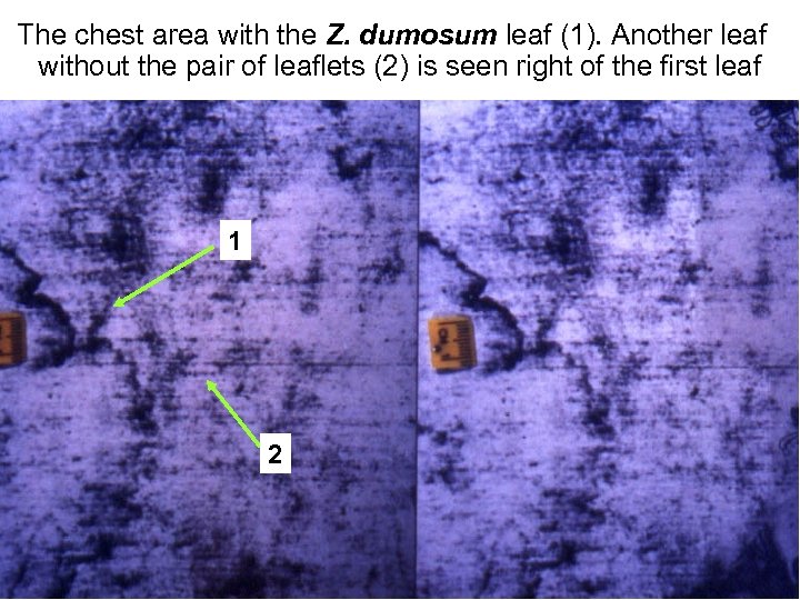 Avinoam Danin © The chest area with the Z. dumosum leaf (1). Another leaf