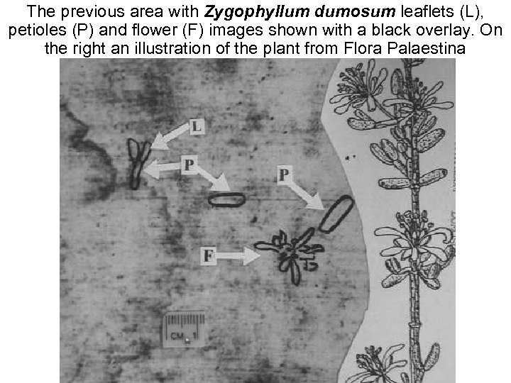 The previous area with Zygophyllum dumosum leaflets (L), petioles (P) and flower (F) images