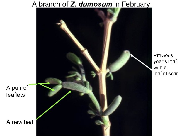 Avinoam Danin © A branch of Z. dumosum in February Previous year’s leaf with