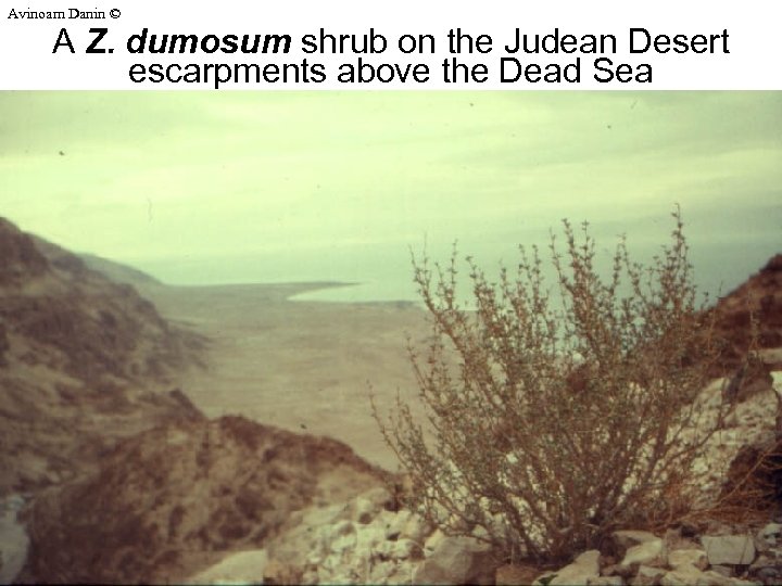 Avinoam Danin © A Z. dumosum shrub on the Judean Desert escarpments above the