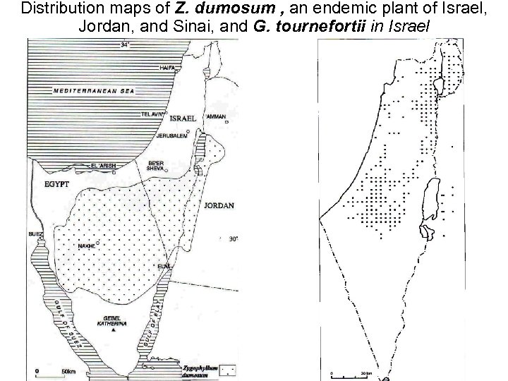 Distribution maps of Z. dumosum , an endemic plant of Israel, Jordan, and Sinai,