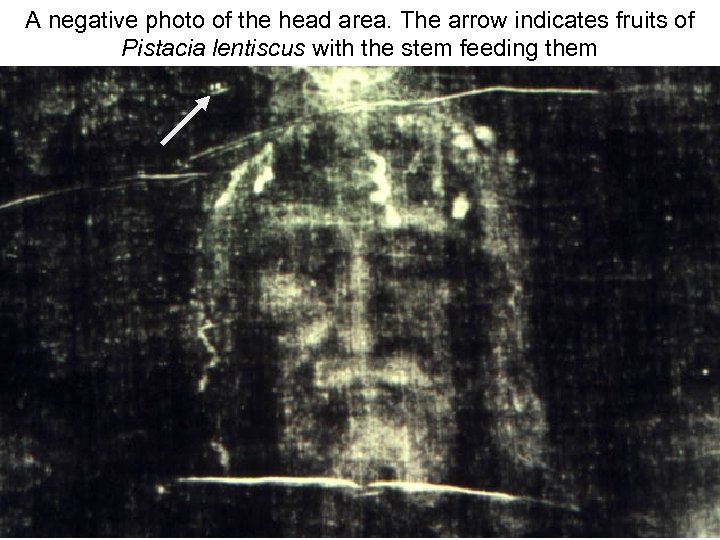 Avinoam Danin © A negative photo of the head area. The arrow indicates fruits