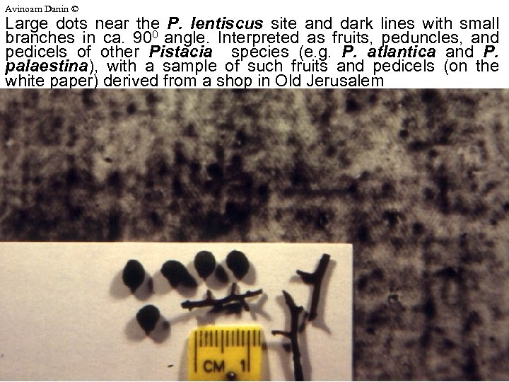 Avinoam Danin © Large dots near the P. lentiscus site and dark lines with