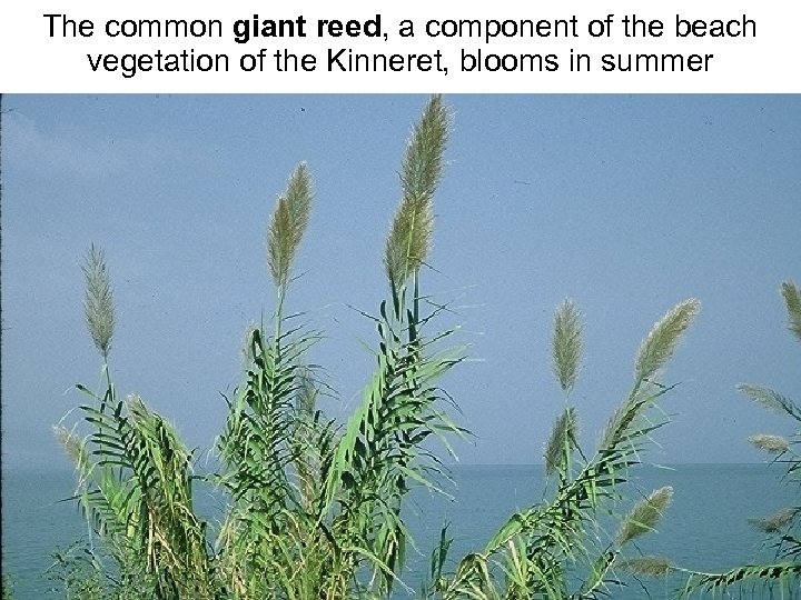 Avinoam Danin © The common giant reed, a component of the beach vegetation of