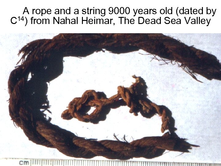 Avinoam Danin © A rope and a string 9000 years old (dated by C