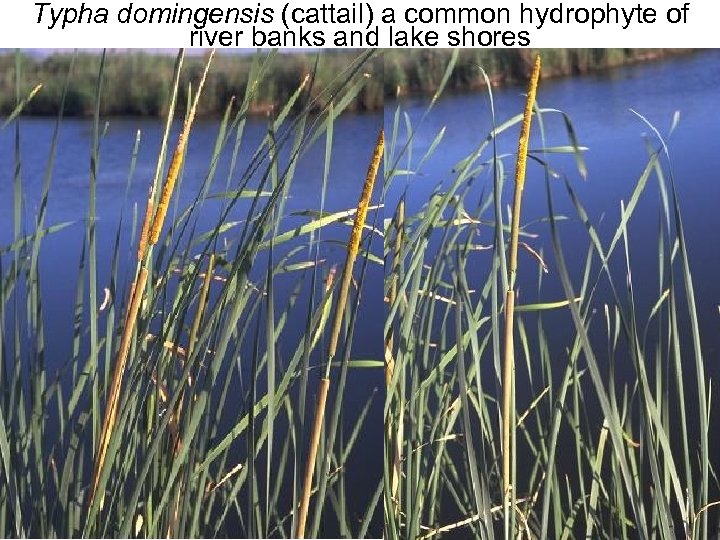 Typha domingensis (cattail) a common hydrophyte of river banks and lake shores Avinoam Danin