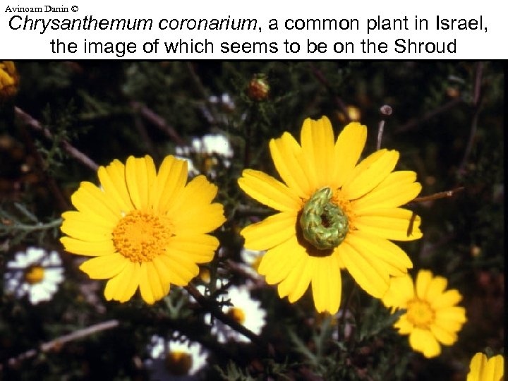 Avinoam Danin © Chrysanthemum coronarium, a common plant in Israel, the image of which