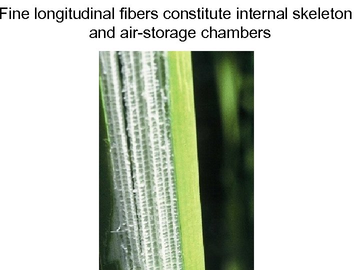 Avinoam Danin © Fine longitudinal fibers constitute internal skeleton and air-storage chambers 