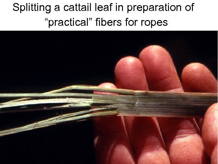 Splitting a cattail leaf in preparation of “practical” fibers for ropes Avinoam Danin ©