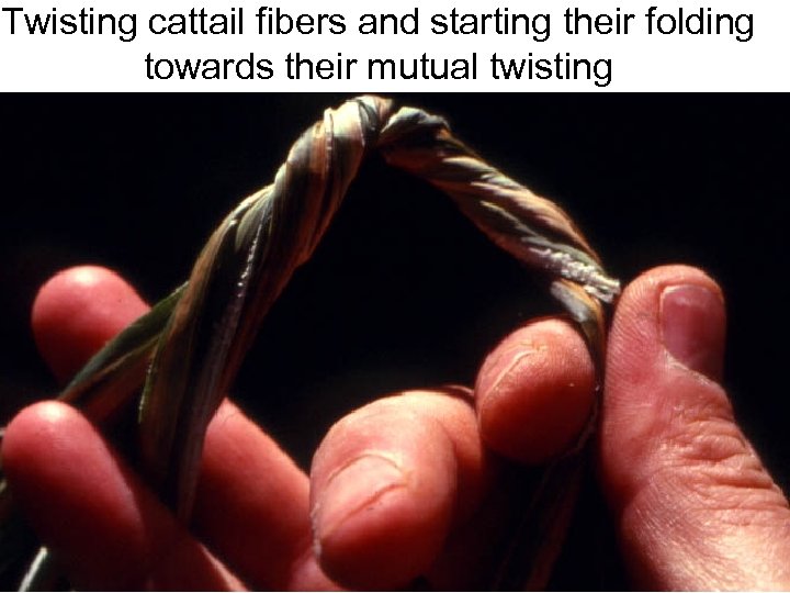 Avinoam Danin © Twisting cattail fibers and starting their folding towards their mutual twisting