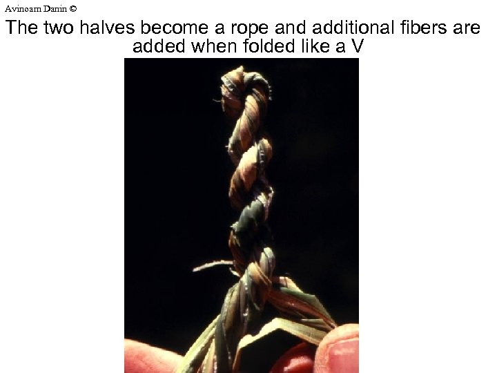 Avinoam Danin © The two halves become a rope and additional fibers are added