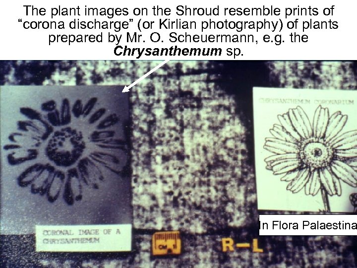 Avinoam Danin © The plant images on the Shroud resemble prints of “corona discharge”