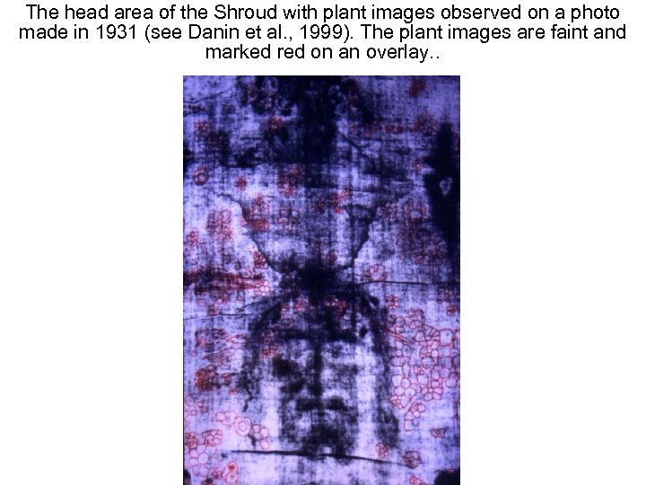 Avinoam Danin © The head area of the Shroud with plant images observed on