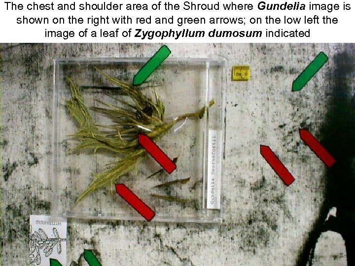 The chest and shoulder area of the Shroud where Gundelia image is shown on