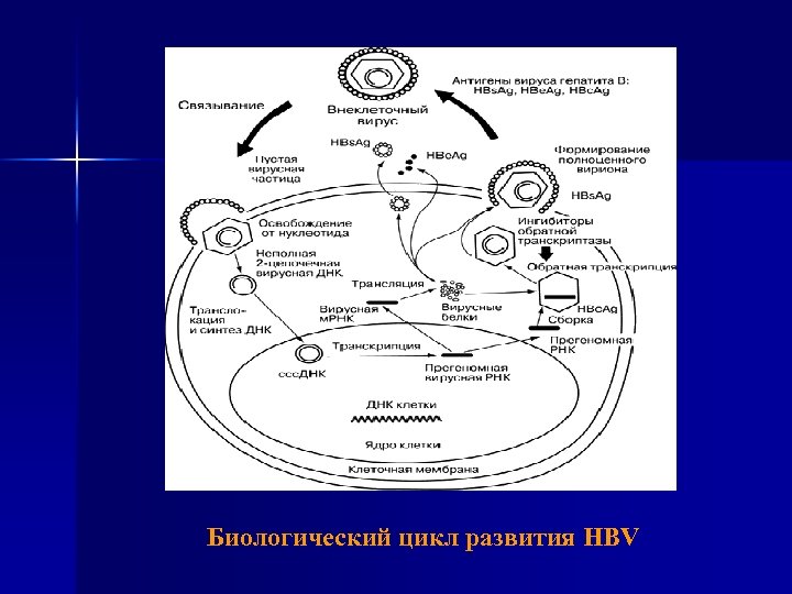 Биологический цикл развития HBV 