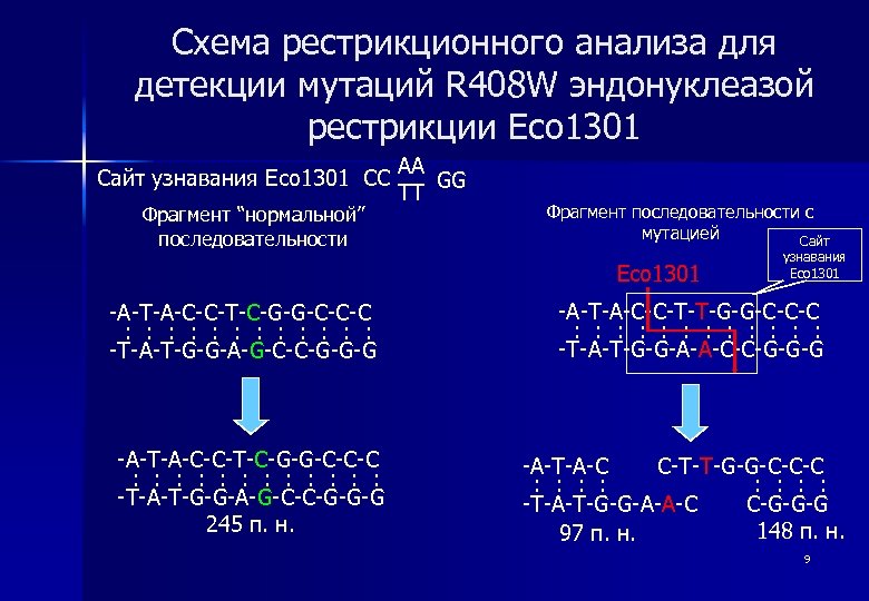 Схема рестрикционного анализа для детекции мутаций R 408 W эндонуклеазой рестрикции Eco 1301 Сайт