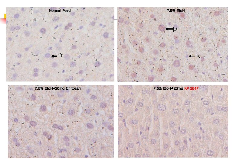 Normal Feed 7. 5% Eto. H p n 7. 5% Eto. H+20 mg Chitosan