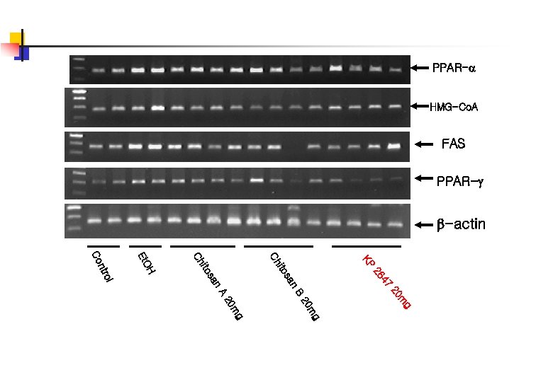 PPAR- HMG-Co. A FAS PPAR- -actin KP 47 26 n n sa ito Ch