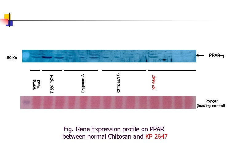 PPAR- KP 2647 Chitosan B Chitosan A 7. 5% Et. OH Normal Feed 50