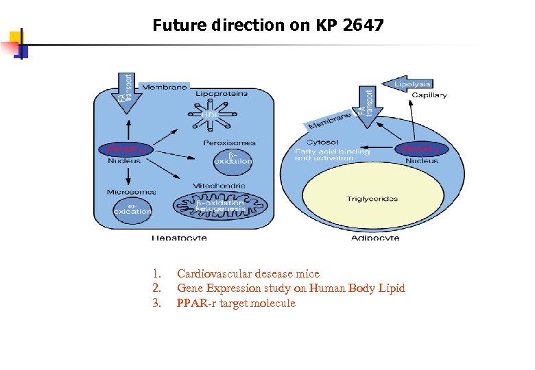 Future direction on KP 2647 1. 2. 3. Cardiovascular desease mice Gene Expression study