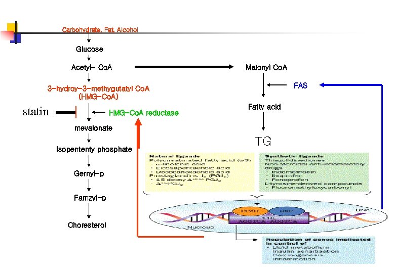 Carbohydrate, Fat, Alcohol Glucose Acetyl- Co. A Malonyl Co. A FAS 3 -hydroy-3 -methygutatyl