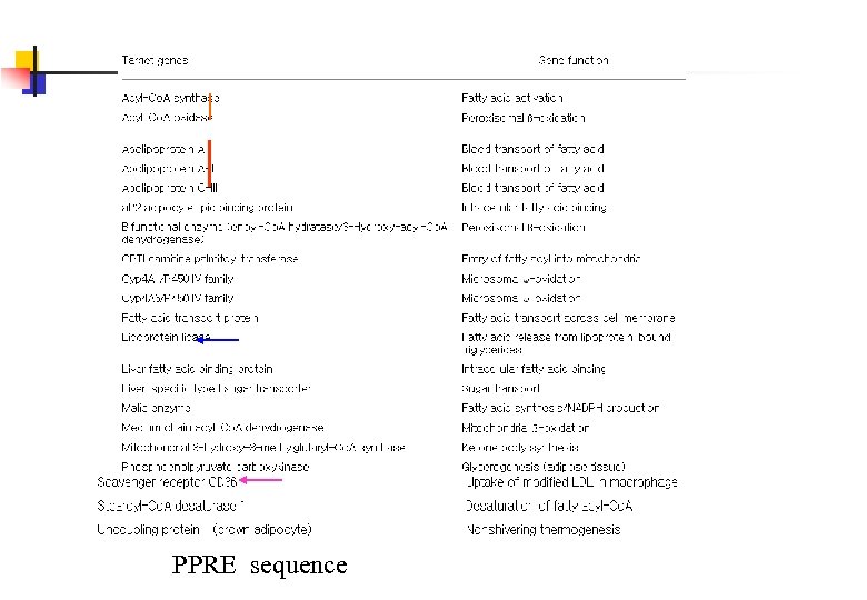 PPRE sequence 