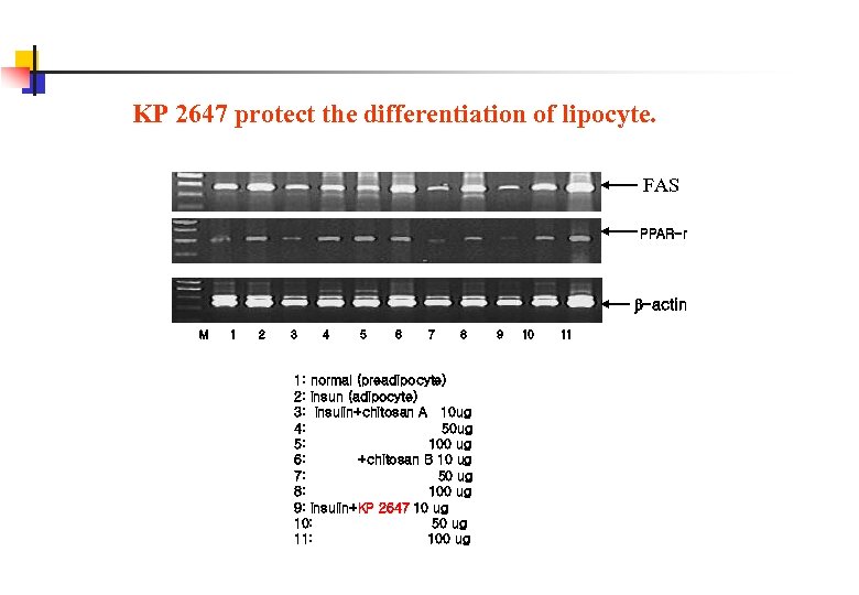 KP 2647 protect the differentiation of lipocyte. FAS PPAR-r -actin M 1 2 3