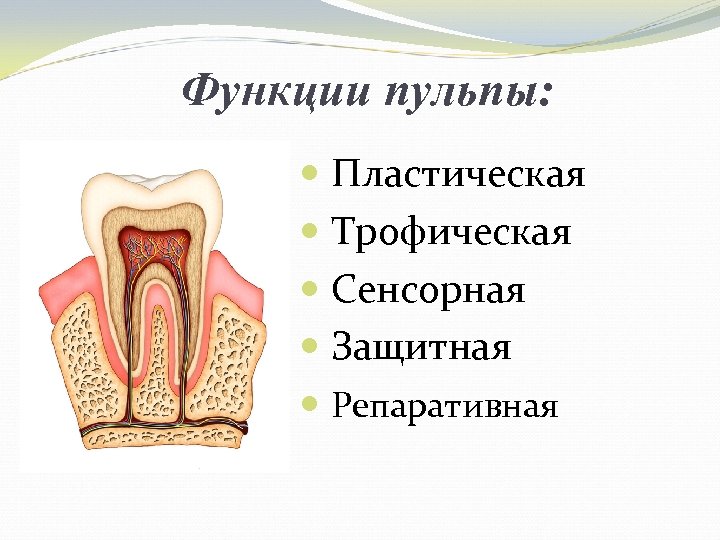 Строение пульпы презентация