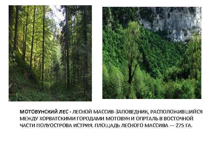 МОТОВУНСКИЙ ЛЕС - ЛЕСНОЙ МАССИВ-ЗАПОВЕДНИК, РАСПОЛОЖИВШИЙСЯ МЕЖДУ ХОРВАТСКИМИ ГОРОДАМИ МОТОВУН И ОПРТАЛЬ В ВОСТОЧНОЙ