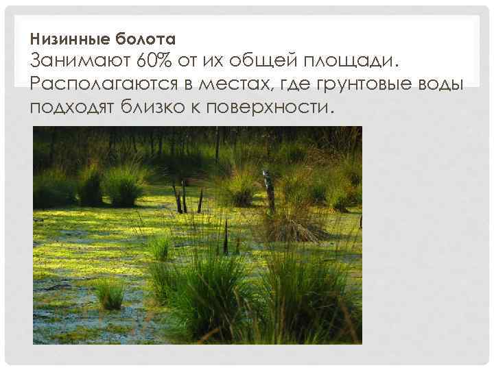 Более 10 территории россии занимают болота можно. Низинное болото. Растения низинных болот. Низинные болота примеры. Низинные Луга.