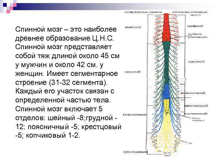 Расположение отделов спинного мозга. Строение спинного мозга карточка. Спинной мозг схема с подписями. Копчиковый отдел спинного мозга. Структура сегмента спинного мозга.